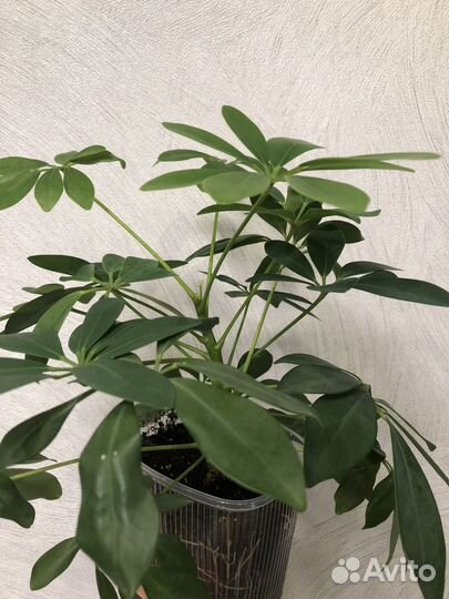 Алоказия.Шефлера