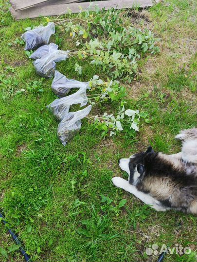 Ремонтантная малина оранжевое чудо