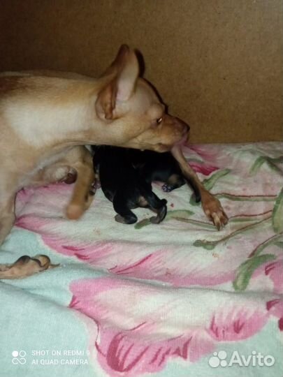 Той-терьер щеночки