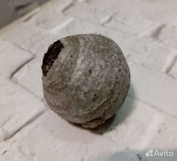 Осиное гнездо