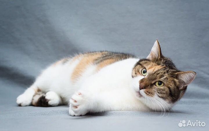 Кошка Щечка пушистые щечки в дар