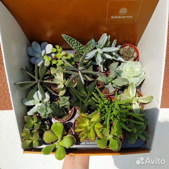 Кактусы и суккуленты
