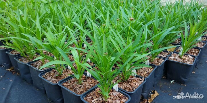 Кореопсис санфаер, цветы