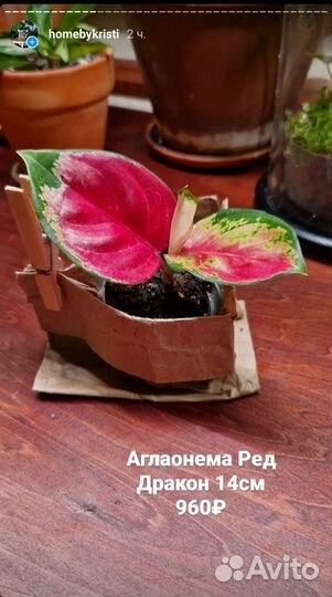 Аглаонемы розовые