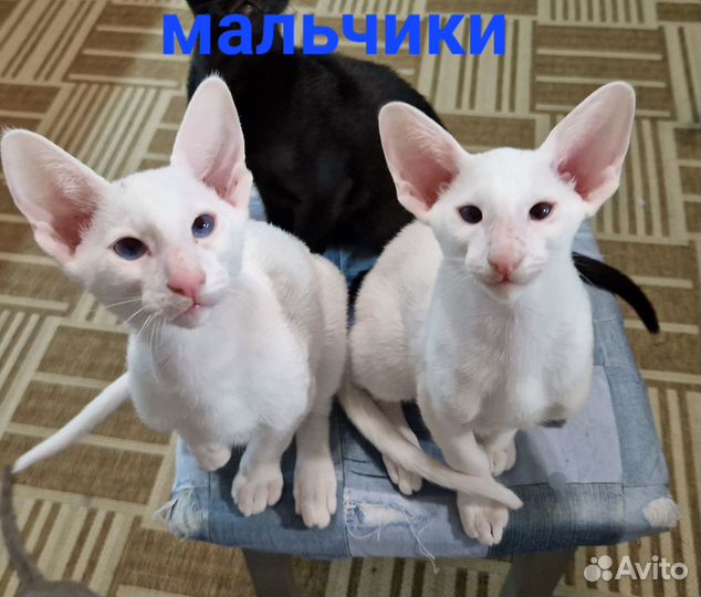 Ориентальные котята