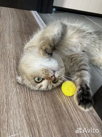 Кошка (золотая шиншилла) вязка