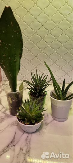 Суккуленты набор