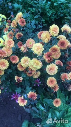 Хризантемы