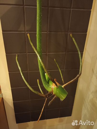 Филодендрон лучистый