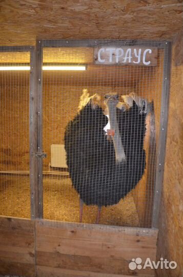 Экскурсия для детей на Экзотик ферму