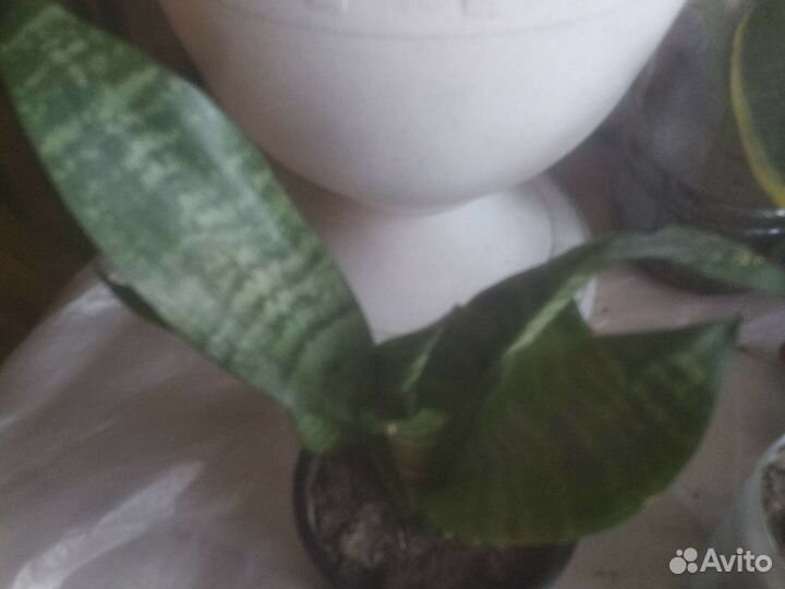 Гемантус, сансиеверия