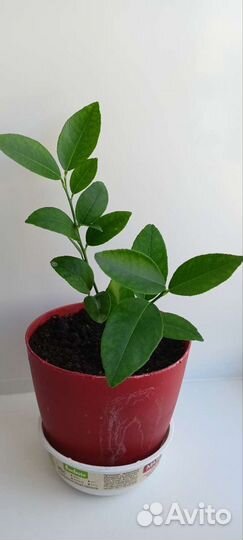 Лимоны плодоносящие