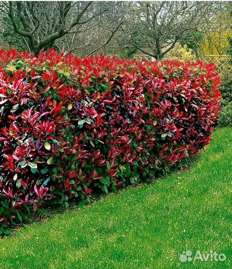 Вечнозеленые кустарники