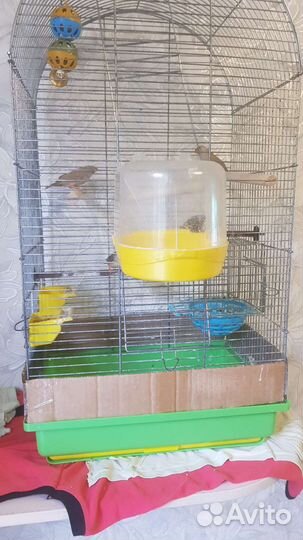 Амадины с клеткой