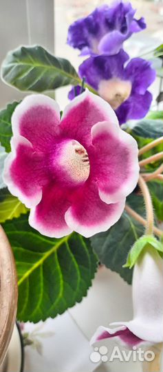 Глоксиния цветущая