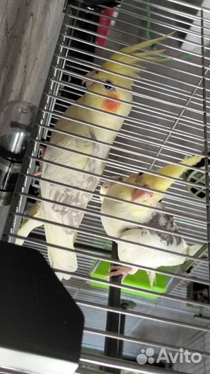 Попугай корелла с клеткой