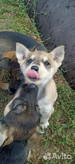 Собаки щенки