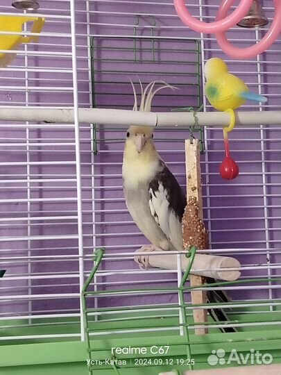 Попугай корелла девочка