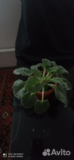 Детки сортовых фиалок