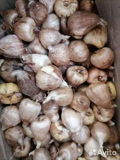 Фрезия луковицы ассорти