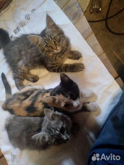 Котята в дар с доставкой
