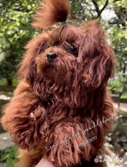 Вязка Chen Teacup Teddy Poodle micro