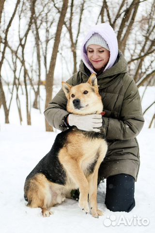 Очень контактный пес Феникс ищет дом