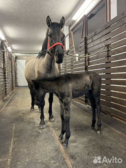 Жеребчик и кобылка