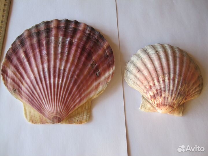 Набор ракушки рапаны