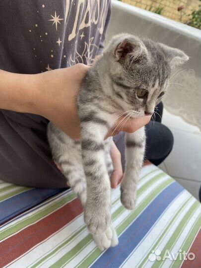 Отдам кота в добрые руки