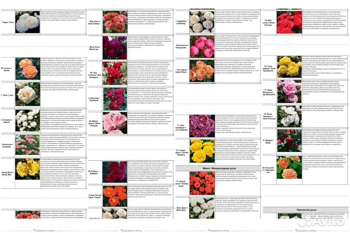 Саженцы сортовых Роз, зкс