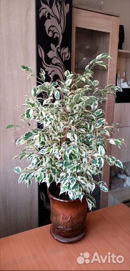 Фикус пестролистный