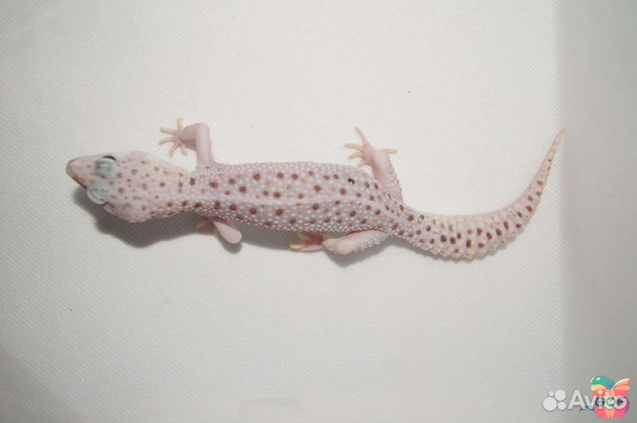 Пятнистый эублефар