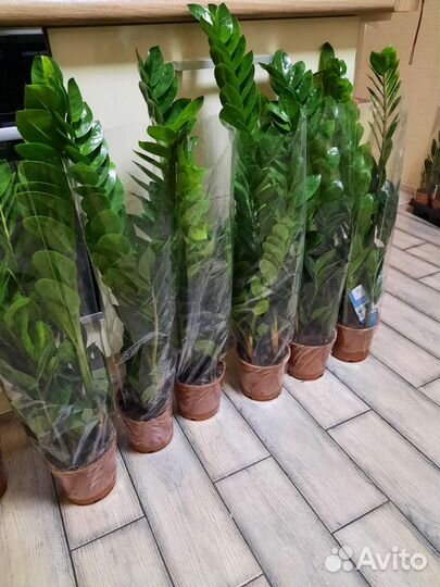 Замиокулькас