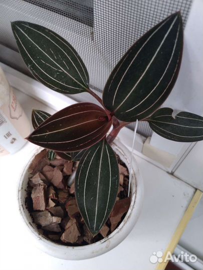 Декабрист, строманта, толстянка, орхидея лудизия