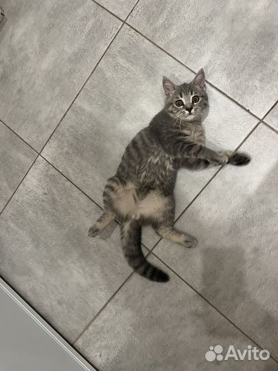 Кошка британка