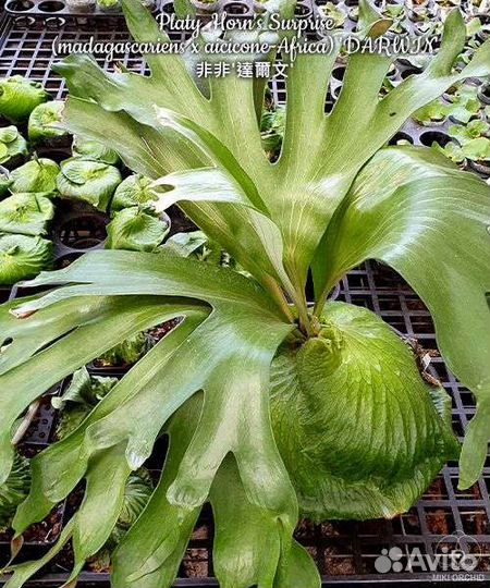 Platycerium(madagascariens x aiciconeAfrica) Darwi