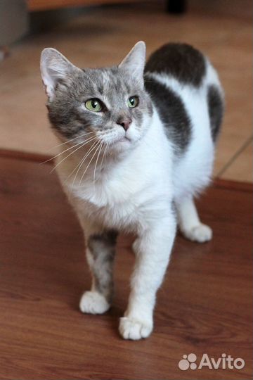 Ласковый говорящий кот в добрые руки