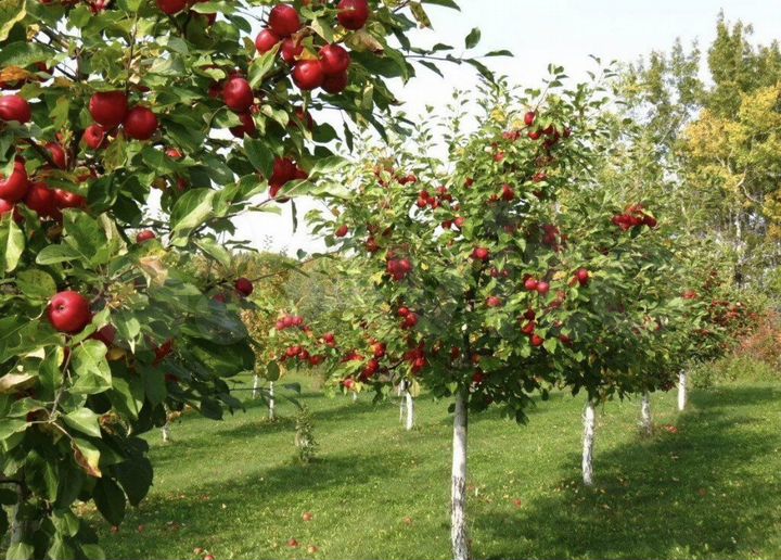 Участок 362 га (СНТ, ДНП)