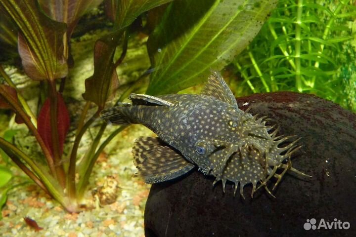 Прилипалы. Сомики-анциструс