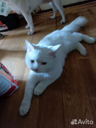 Отдам котика