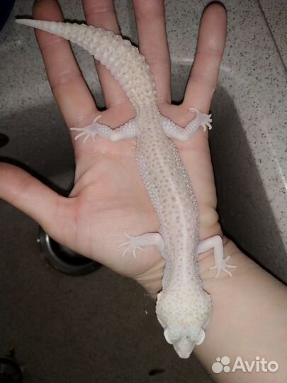 Ящерицы Эублефары