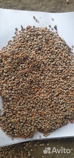 Чечевица красная