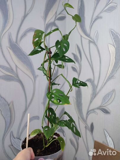 Монстера обычный большой лист, и монс. адансона