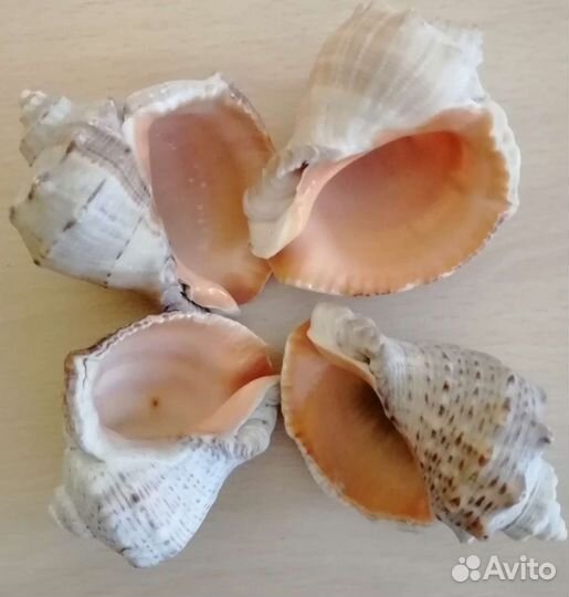 Морские ракушки