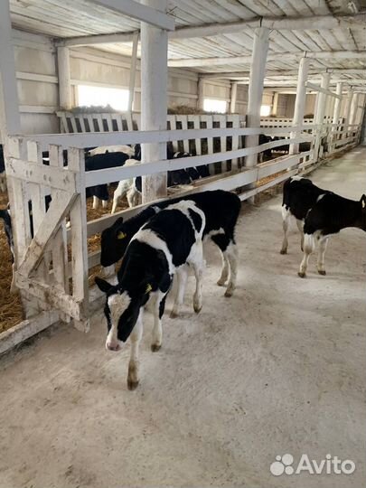 Телята, бычки крс