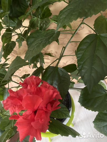 Гибискус махровый красный
