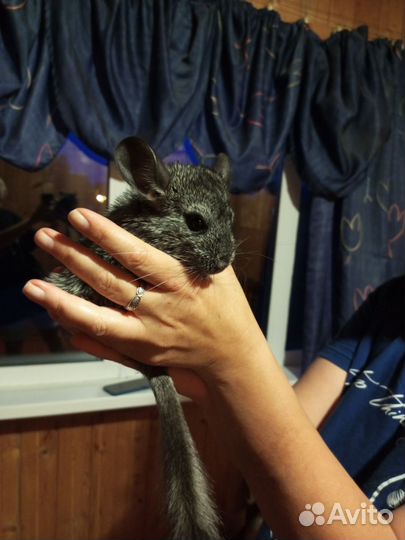 Шиншиллята