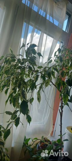 Фикус, Драцена 1000