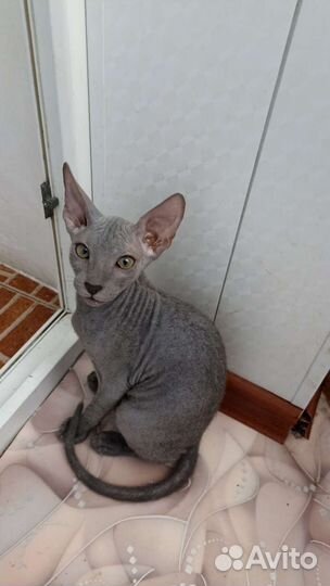 Канадский сфинкс браш